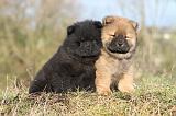 CHOW CHOW 199
